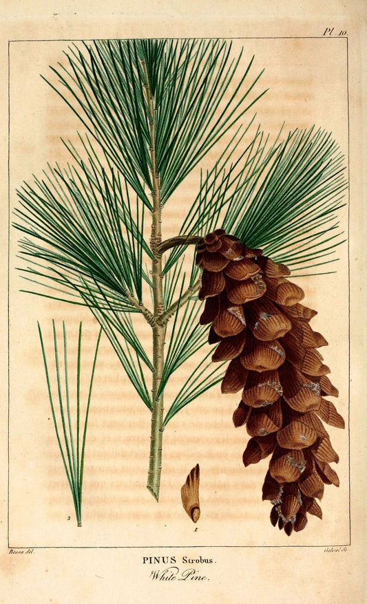 White Pine leaves and cone