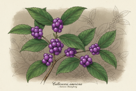 American Beauty Berry