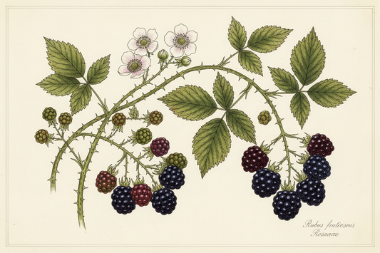 Blackberry