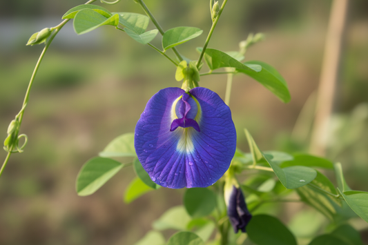 Butterfly Pea