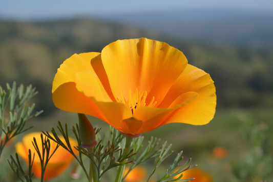 California Poppy