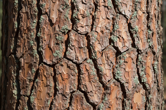 All About Pine Bark